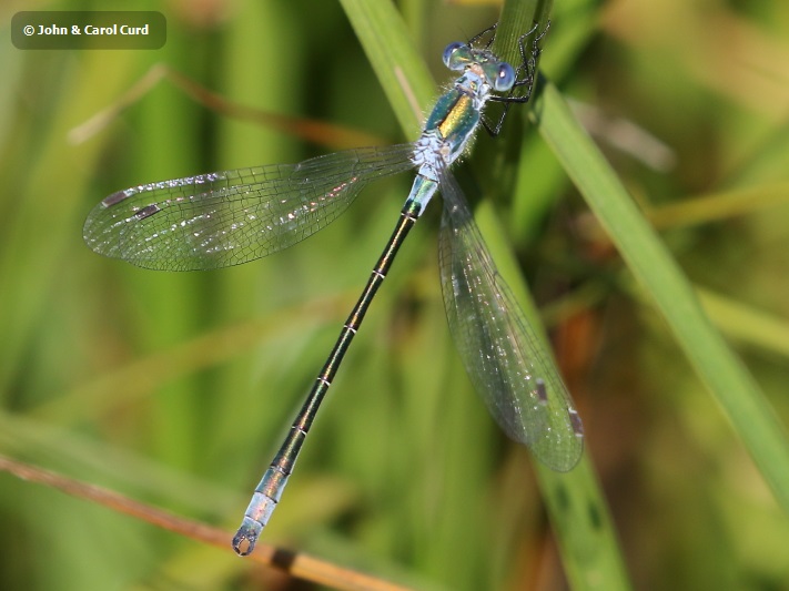 J18_1252 Lestes dryas male.JPG